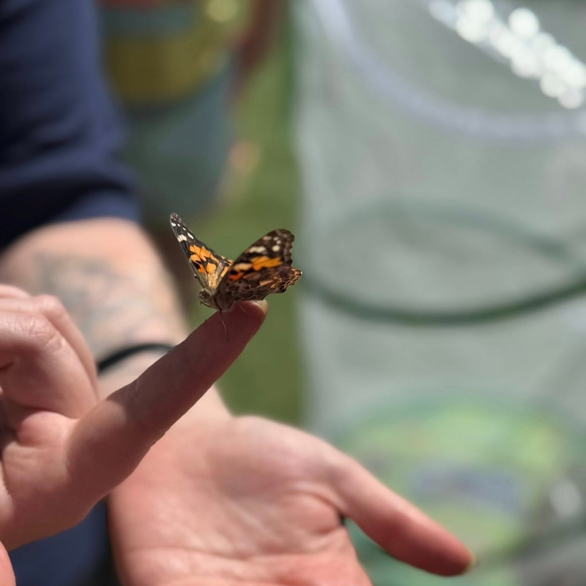 Butterfly