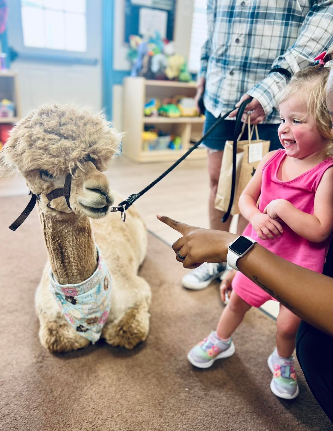Sawyer the Alpaca! 
