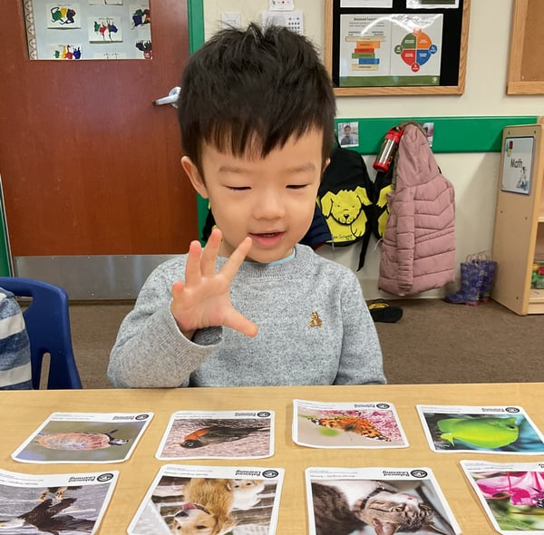 sorting-animals