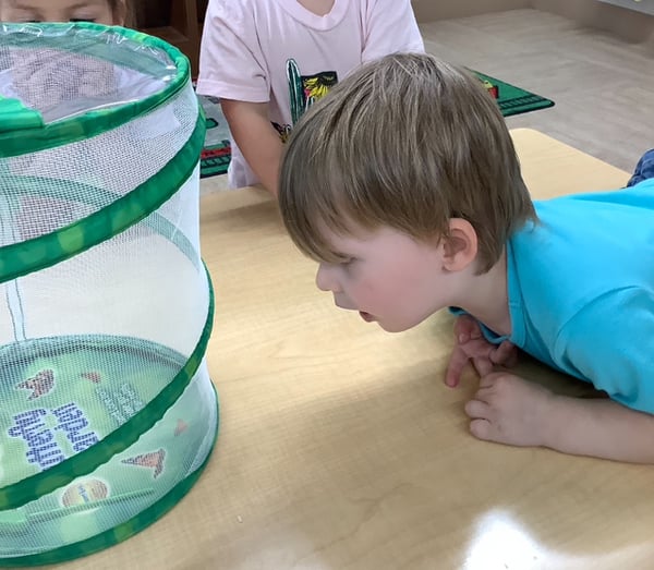 Preschooler observing butterflies in a science activity.