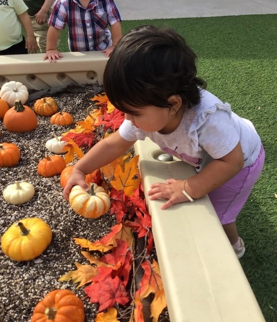 Toddler picking out a pumpkin to take home at our school's Pumpkin patch