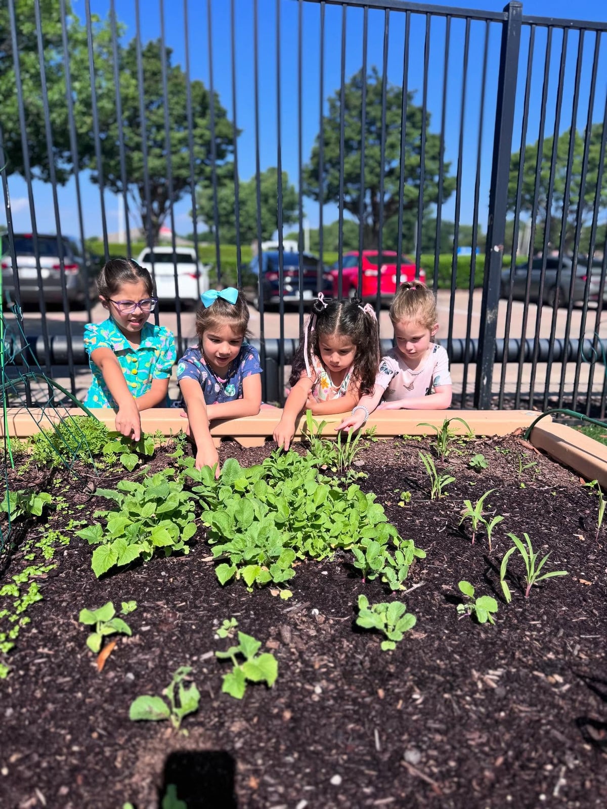 #1 Primrose in McKinney Texas