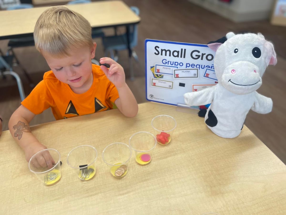 Preschool boy participating in a small group learning activity at Primrose School of NW Fort Worth, sorting objects into cups with the help of a cow puppet. Bilingual classroom sign and hands-on early childhood education in a nurturing preschool environment.