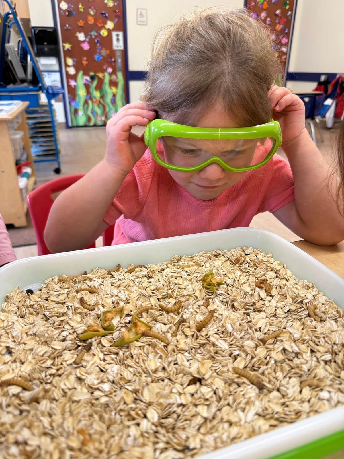 Child Looking at Mealworms