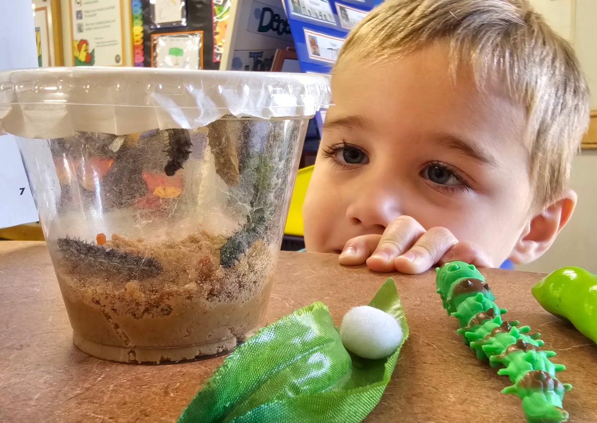 Life Cycle of Butterflies